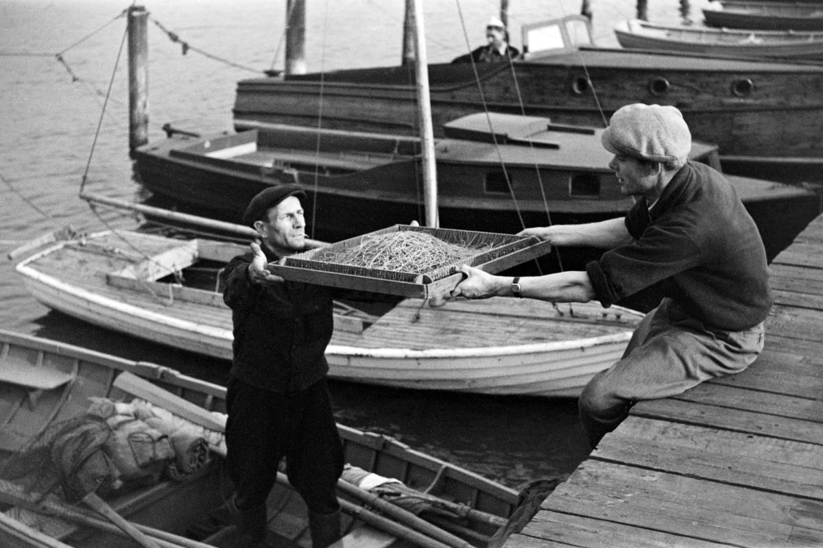 Pitkäsiima vaihtoi haltijaa vuonna 1950. Nykyisen Kalasataman alue oli ennen miesten maailma. Siellä asui vuonna 1880 enintään kuusi naista kymmentä miestä kohti. Purjehduskaudella sukupuolijakauma oli vieläkin vinompi, kun laivat toivat satoja merimiehiä. Kuva Eino Heinonen, Helsingin kaupunginmuseo.